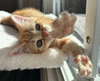 Wendy KITTEN