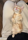 Wendy KITTEN