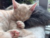 Kenny KITTEN