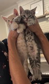 Kyle KITTEN