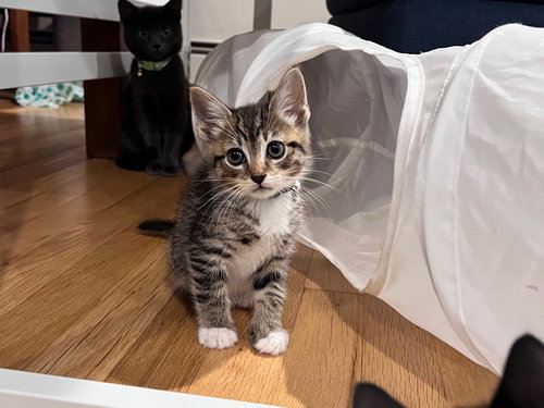 Luffy KITTEN