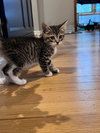 Luffy KITTEN