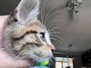 Luffy KITTEN