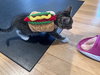Luffy KITTEN