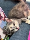 Nami KITTEN