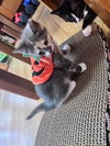 Nami KITTEN