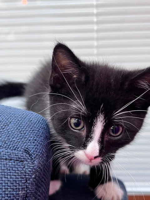 Zoro KITTEN