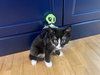 Zoro KITTEN