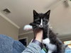 Zoro KITTEN