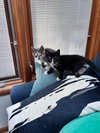 Zoro KITTEN