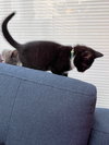 Zoro KITTEN