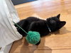 Sanji KITTEN