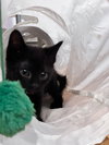 Sanji KITTEN