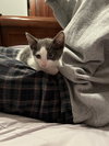 Taro's Opal KITTEN