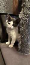 Taro's Opal KITTEN