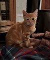 Copper KITTEN