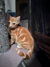 Copper KITTEN