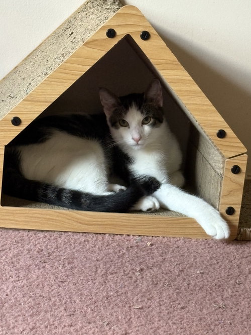 Darla's Mollard KITTEN RM