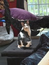 Darla's Mollard KITTEN RM