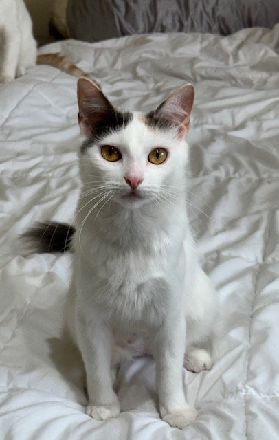 Pearl