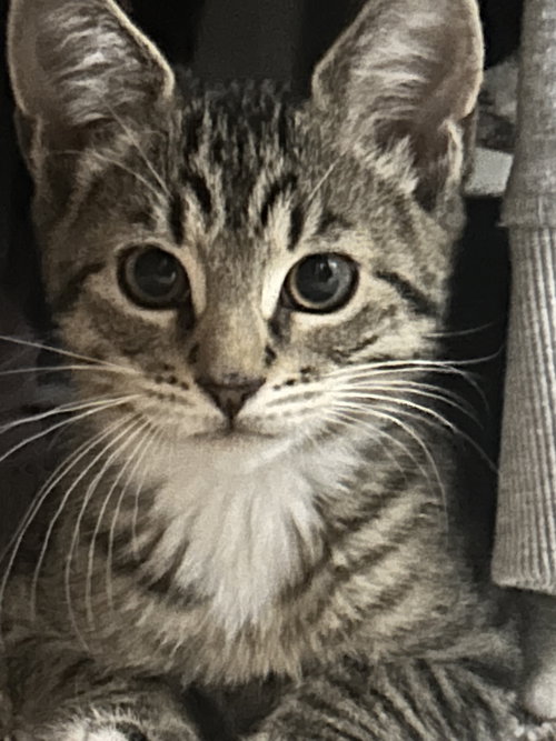 Amber KITTEN