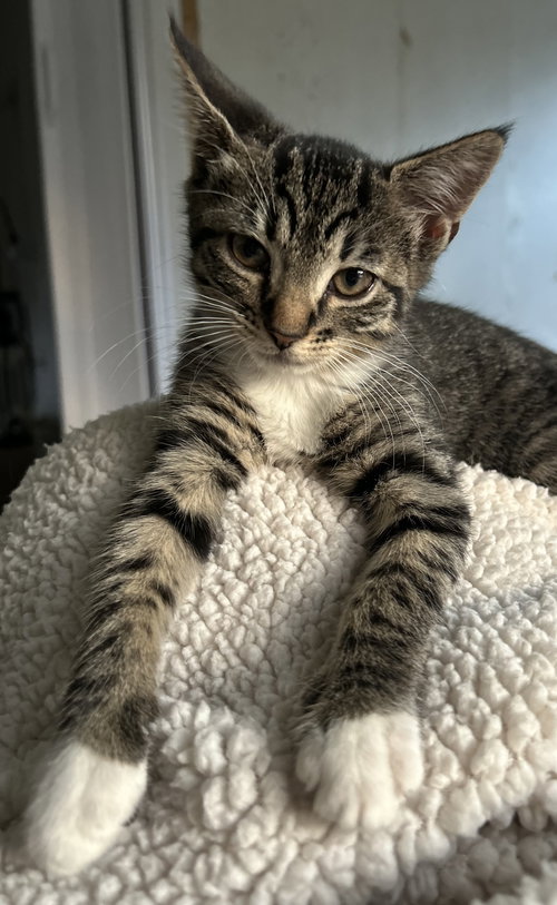 Scarlett KITTEN