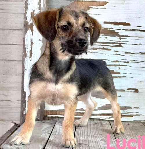 Lucile Rogers