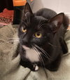 Patita