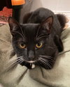 Patita