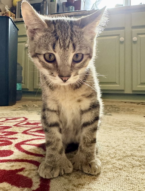 Dexter Kitten