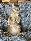 Dexter Kitten