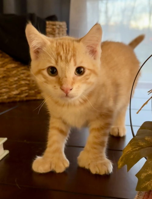 Doug Kitten