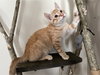 Doug Kitten