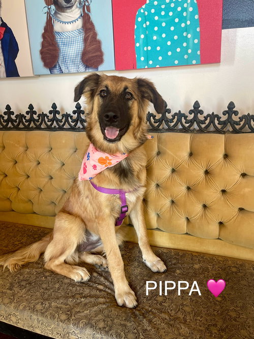 Pippa Lonestar