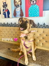 Pippa Lonestar