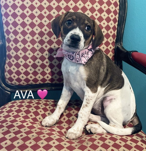 Ava Lonestar