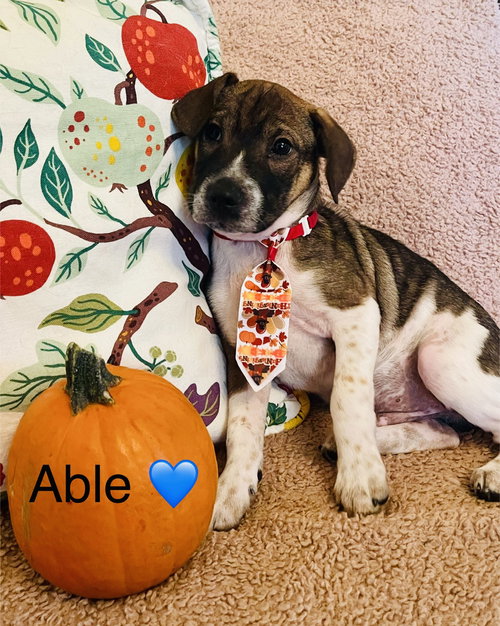 Able Lonestar