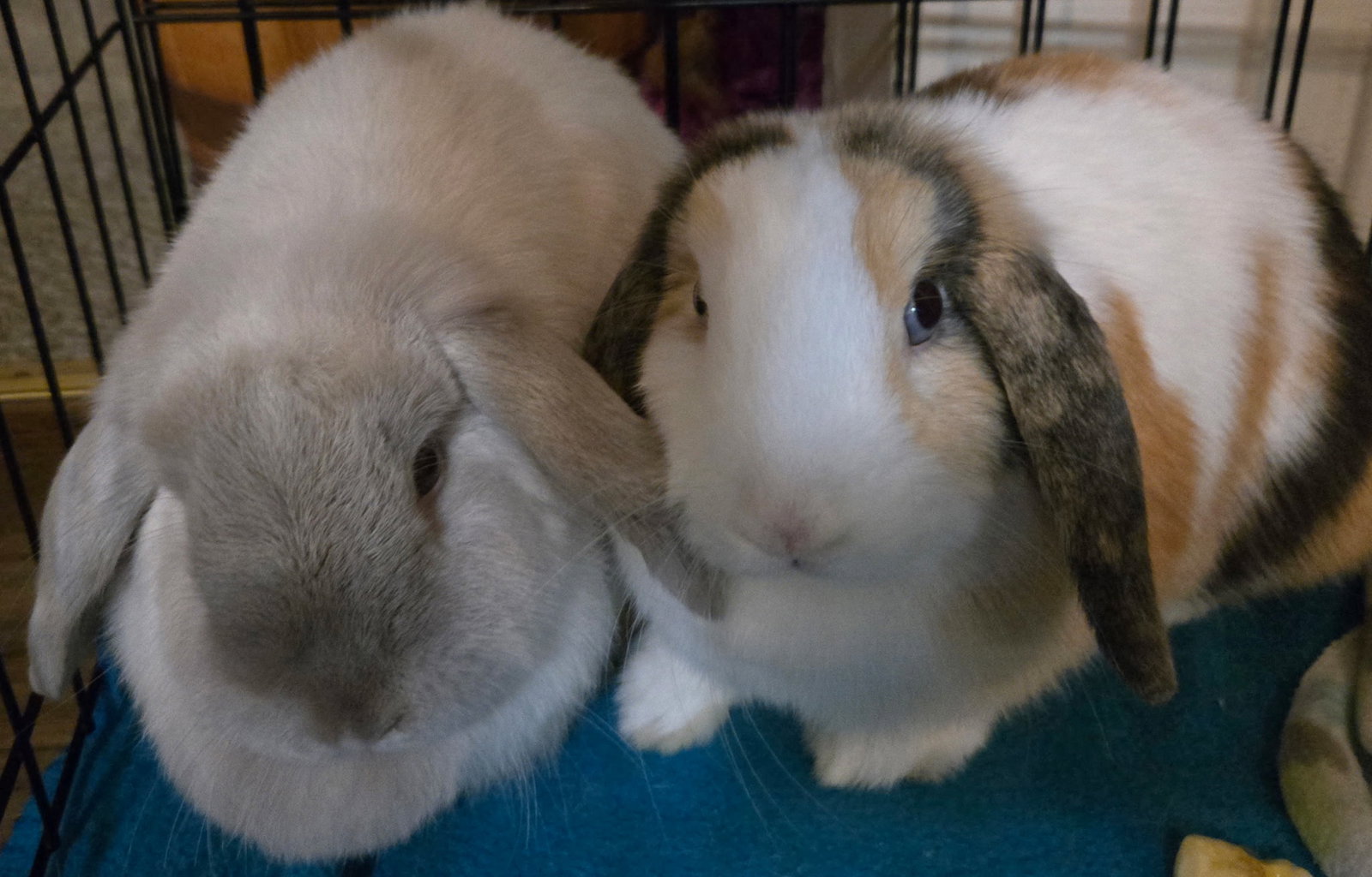 Winter & Magumi Rabbit Image