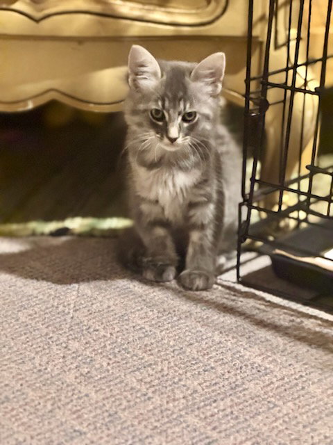 Athena's Apollo KITTEN