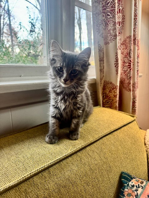 Athena's Zesty KITTEN