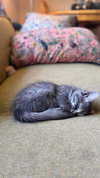 Athena's Zesty KITTEN