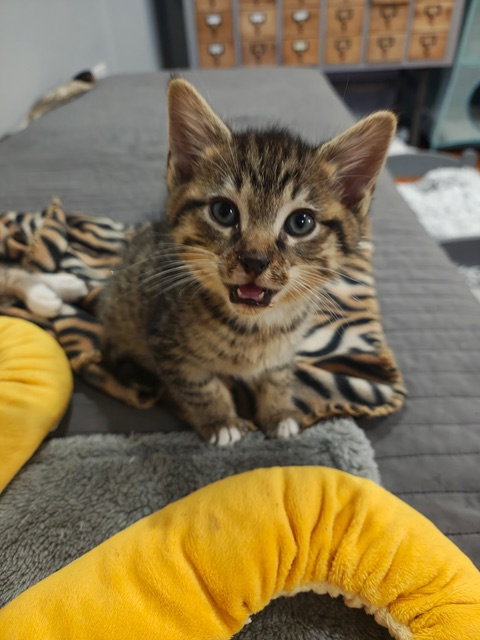 Pepper KITTEN