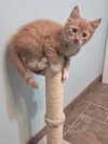 Brie's Queso KITTEN