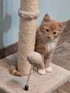 Brie's Queso KITTEN