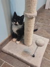 Brie's Crumbl KITTEN