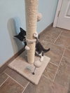 Brie's Crumbl KITTEN