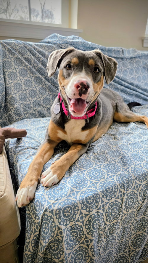 TARYN LONESTAR - Mountain Dog / Mountain Cur available for adoption