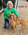 Toast Lonestar - Photo 4