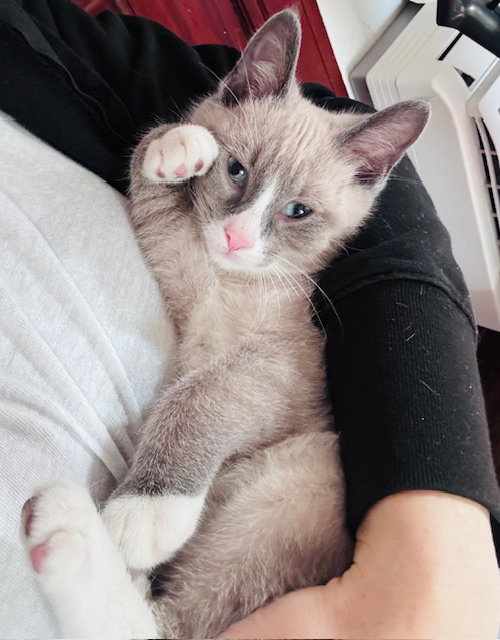 Percy 2 KITTEN