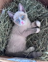 Percy 2 KITTEN